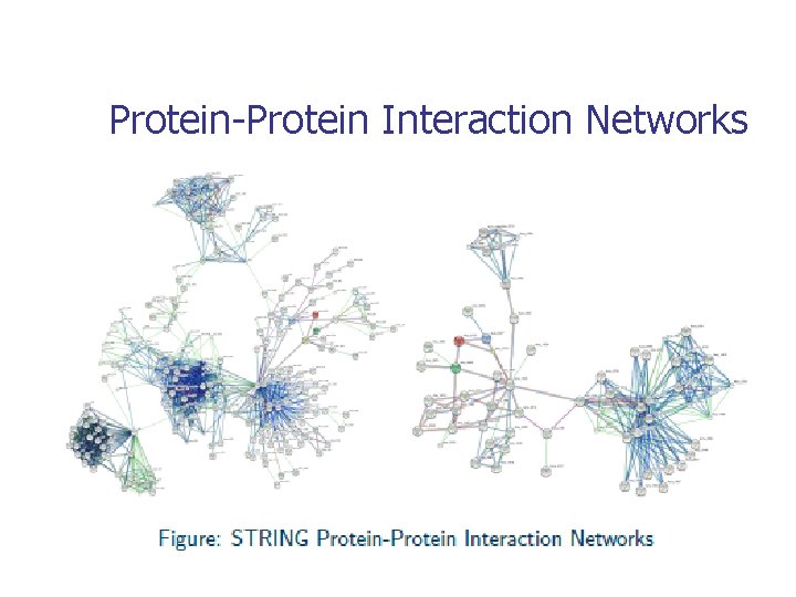 Protein-Protein Interaction Networks 