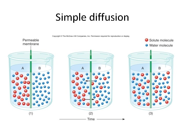 Simple diffusion 