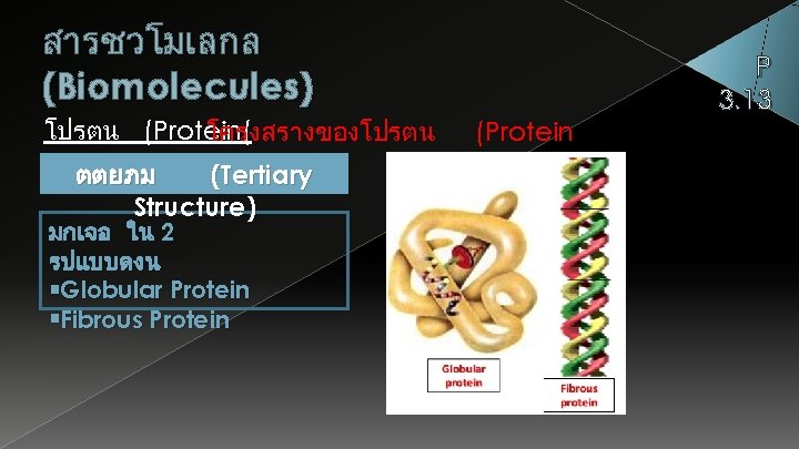 สารชวโมเลกล (Biomolecules) โปรตน (Protein( โครงสรางของโปรตน Structure) ตตยภม (Tertiary Structure) มกเจอ ใน 2 รปแบบดงน Globular