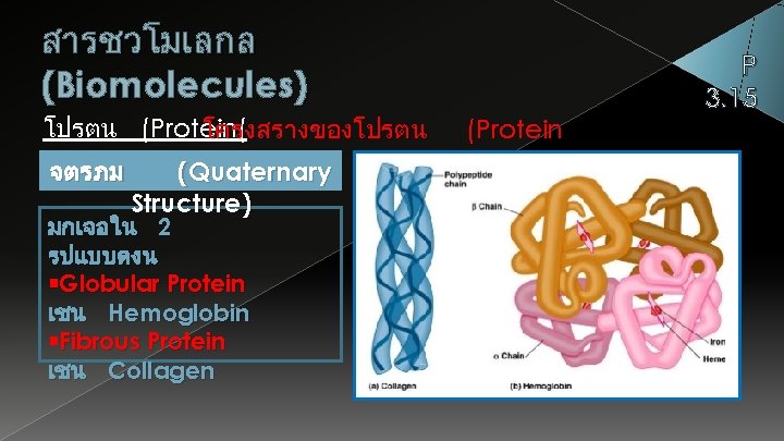 สารชวโมเลกล (Biomolecules) โปรตน (Protein( โครงสรางของโปรตน Structure) จตรภม (Quaternary Structure) มกเจอใน 2 รปแบบดงน Globular Protein