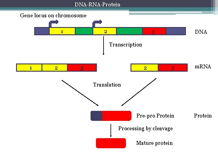 DNA-RNA-Protein Gene locus on chromosome 1 2 3 DNA Transcription 1 2 3 3