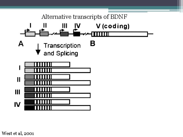 Alternative transcripts of BDNF West et al, 2001 