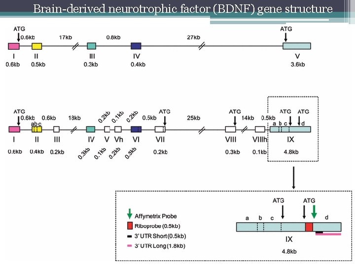  Brain-derived neurotrophic factor (BDNF) gene structure 