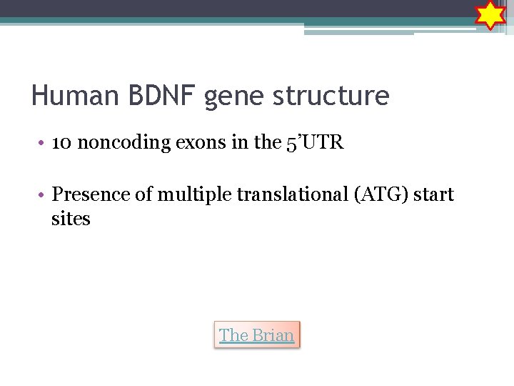 Human BDNF gene structure • 10 noncoding exons in the 5’UTR • Presence of