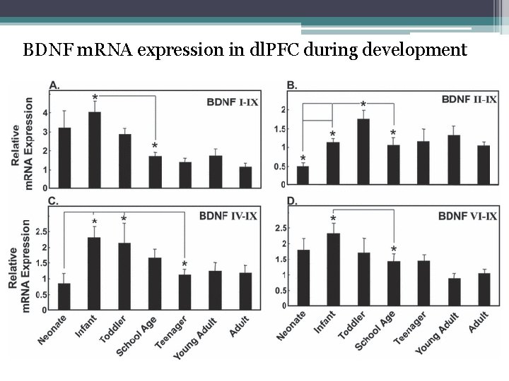 BDNF m. RNA expression in dl. PFC during development 
