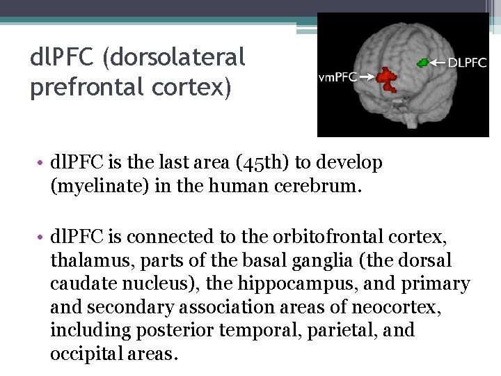 dl. PFC (dorsolateral prefrontal cortex) • dl. PFC is the last area (45 th)