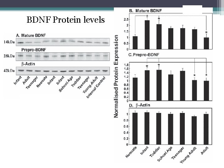 v BDNF Protein levels 