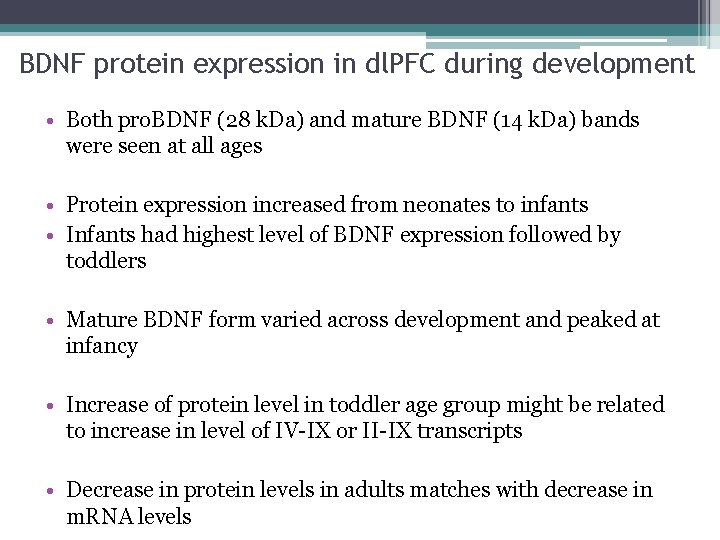 BDNF protein expression in dl. PFC during development • Both pro. BDNF (28 k.
