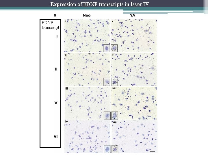 Expression of BDNF transcripts in layer IV BDNF transcript 