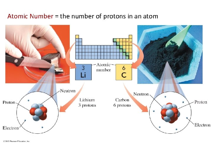 Atomic Number = the number of protons in an atom 