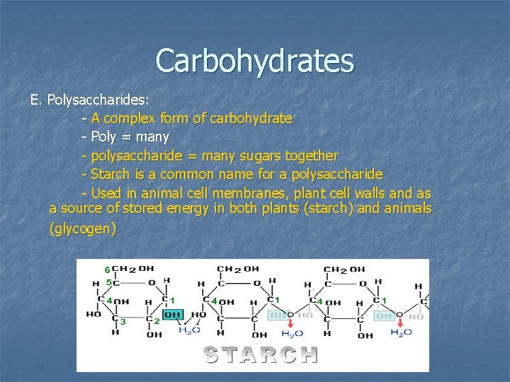 Carbohydrates E. Polysaccharides: - A complex form of carbohydrate - Poly = many -