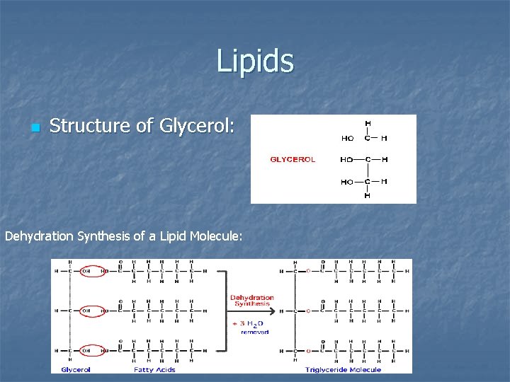 Lipids n Structure of Glycerol: Dehydration Synthesis of a Lipid Molecule: 