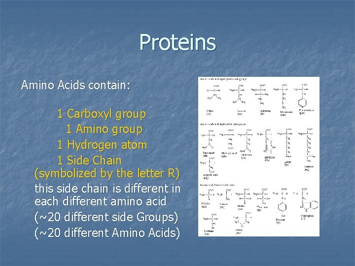 Proteins Amino Acids contain: 1 Carboxyl group 1 Amino group 1 Hydrogen atom 1