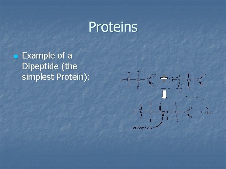 Proteins n Example of a Dipeptide (the simplest Protein): 