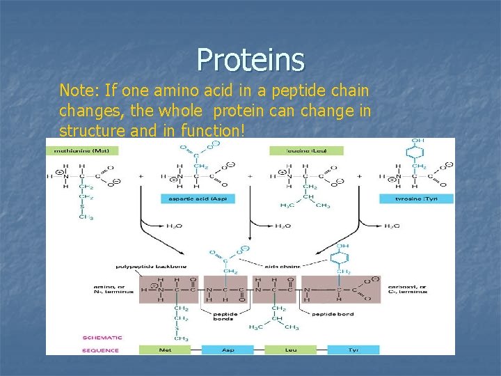 Proteins Note: If one amino acid in a peptide chain changes, the whole protein