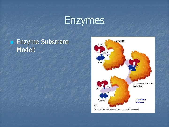 Enzymes n Enzyme Substrate Model: 