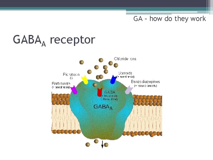 GA – how do they work GABAA receptor 