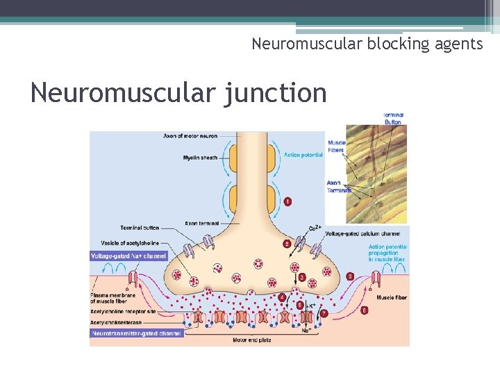 Neuromuscular blocking agents Neuromuscular junction 