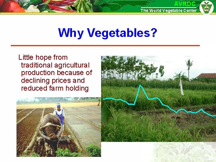 AVRDC The World Vegetable Center Why Vegetables? Little hope from traditional agricultural production because