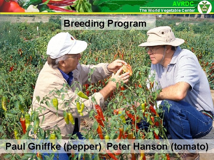 AVRDC The World Vegetable Center Breeding Program Paul Gniffke (pepper) Peter Hanson (tomato) 