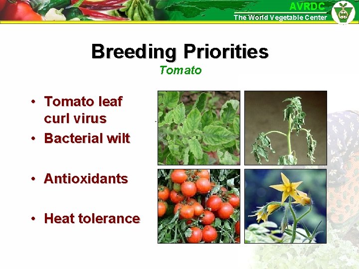 AVRDC The World Vegetable Center Breeding Priorities Tomato • Tomato leaf curl virus •