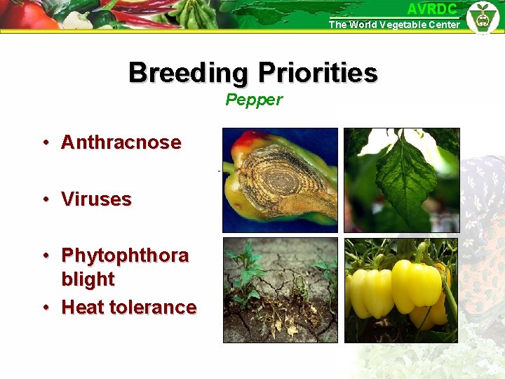 AVRDC The World Vegetable Center Breeding Priorities Pepper • Anthracnose • Viruses • Phytophthora