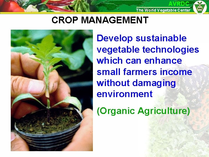 AVRDC The World Vegetable Center CROP MANAGEMENT Develop sustainable vegetable technologies which can enhance