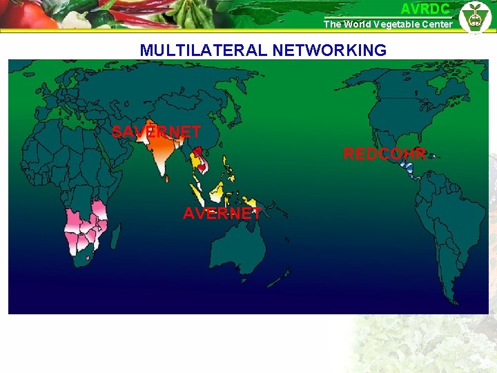 AVRDC The World Vegetable Center MULTILATERAL NETWORKING SAVERNET REDCOHR AVERNET 