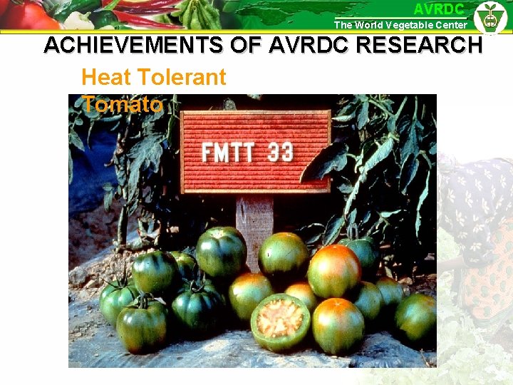 AVRDC The World Vegetable Center ACHIEVEMENTS OF AVRDC RESEARCH Heat Tolerant Tomato 