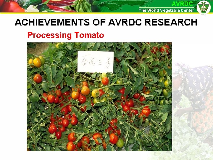AVRDC The World Vegetable Center ACHIEVEMENTS OF AVRDC RESEARCH Processing Tomato 