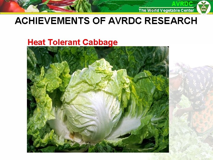 AVRDC The World Vegetable Center ACHIEVEMENTS OF AVRDC RESEARCH Heat Tolerant Cabbage 