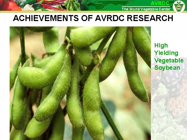 AVRDC The World Vegetable Center ACHIEVEMENTS OF AVRDC RESEARCH High Yielding Vegetable Soybean 