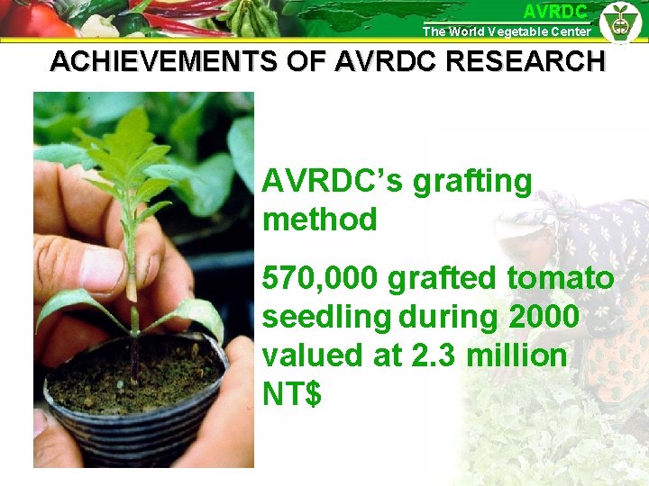 AVRDC The World Vegetable Center ACHIEVEMENTS OF AVRDC RESEARCH AVRDC’s grafting method 570, 000