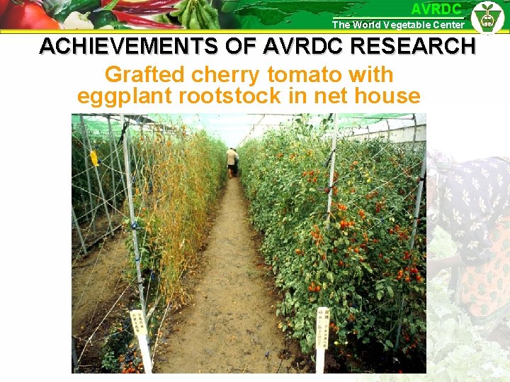 AVRDC The World Vegetable Center ACHIEVEMENTS OF AVRDC RESEARCH Grafted cherry tomato with eggplant