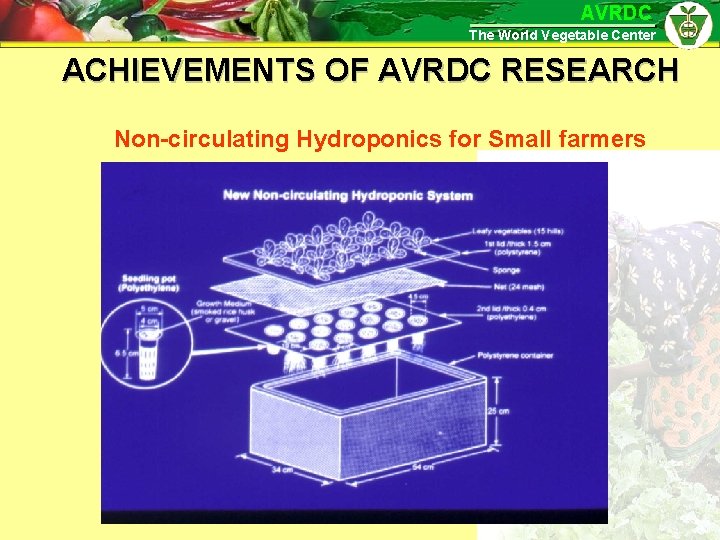 AVRDC The World Vegetable Center ACHIEVEMENTS OF AVRDC RESEARCH Non-circulating Hydroponics for Small farmers