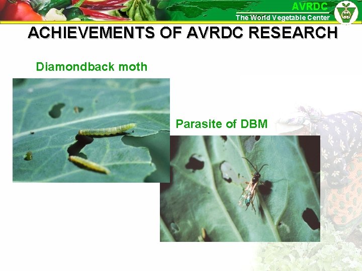 AVRDC The World Vegetable Center ACHIEVEMENTS OF AVRDC RESEARCH Diamondback moth Parasite of DBM