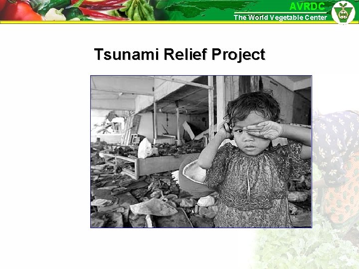 AVRDC The World Vegetable Center Tsunami Relief Project 