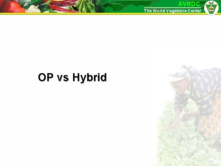 AVRDC The World Vegetable Center OP vs Hybrid 