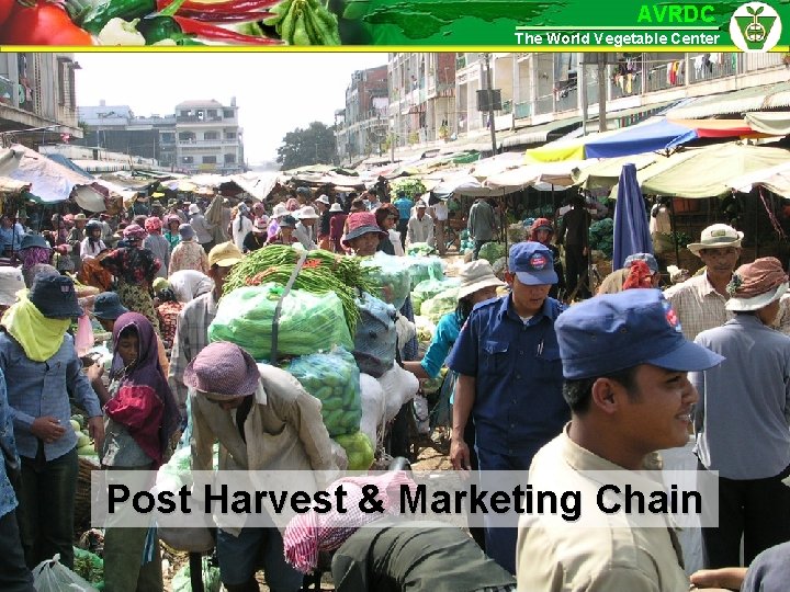 AVRDC The World Vegetable Center Post Harvest & Marketing Chain 