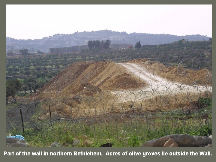 Part of the wall in northern Bethlehem. Acres of olive groves lie outside the