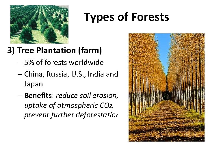 Types of Forests 3) Tree Plantation (farm) – 5% of forests worldwide – China,