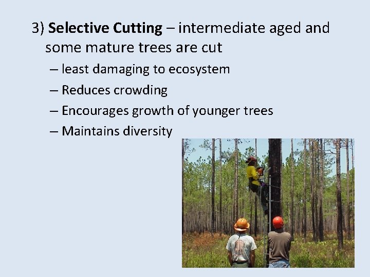 3) Selective Cutting – intermediate aged and some mature trees are cut – least