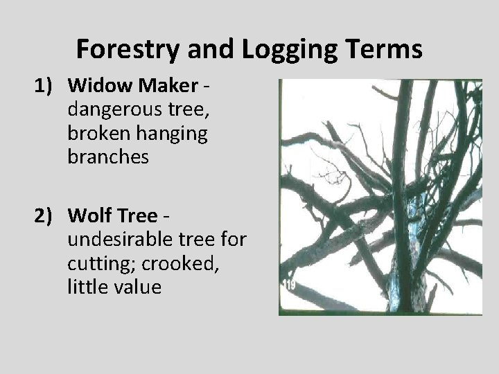 Forestry and Logging Terms 1) Widow Maker dangerous tree, broken hanging branches 2) Wolf