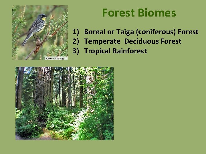 Forest Biomes 1) Boreal or Taiga (coniferous) Forest 2) Temperate Deciduous Forest 3) Tropical