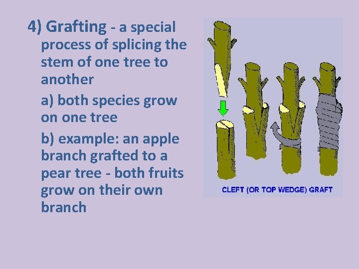 4) Grafting - a special process of splicing the stem of one tree to