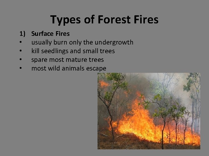 Types of Forest Fires 1) • • Surface Fires usually burn only the undergrowth