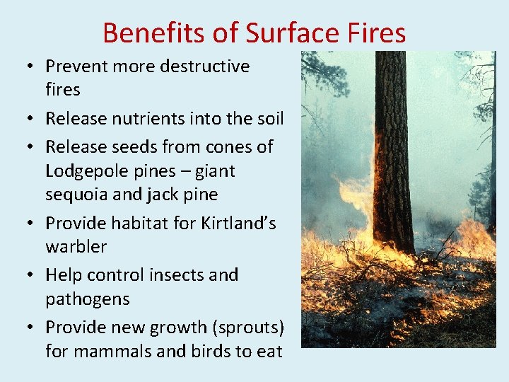 Benefits of Surface Fires • Prevent more destructive fires • Release nutrients into the