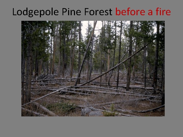 Lodgepole Pine Forest before a fire 