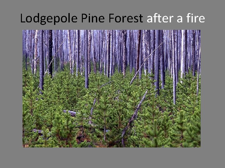 Lodgepole Pine Forest after a fire 