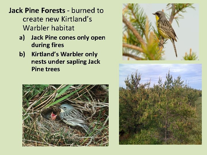Jack Pine Forests - burned to create new Kirtland’s Warbler habitat a) Jack Pine